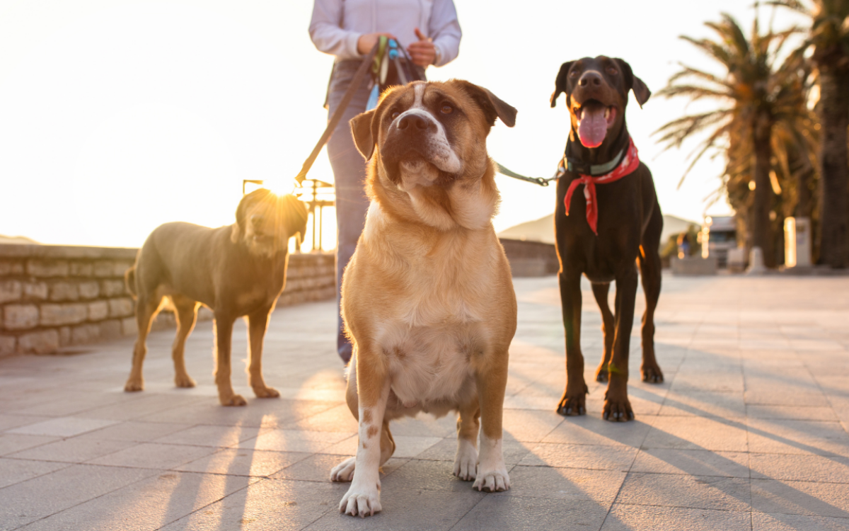 Dogs walked by Moving Paws across southwest Calgary