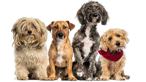 Dogs on a private on-leash walk in southeast Calgary