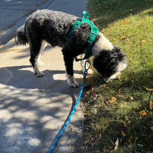 Dog on a private on-leash walk in Calgary