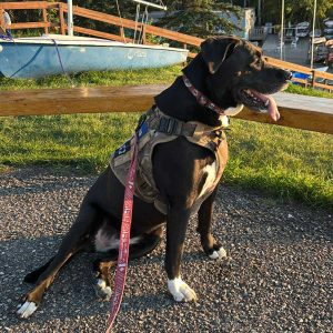 Dog on a private on-leash walk in Calgary