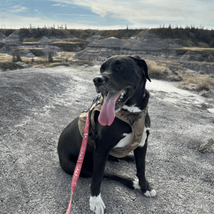 Dog on a private on-leash walk in Calgary