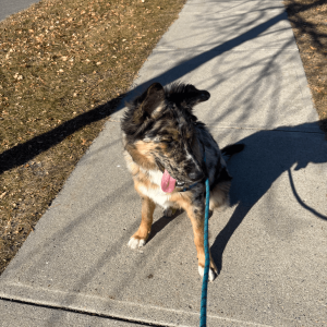 Dog on a private on-leash walk in Calgary