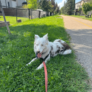 Dog on a private on-leash walk in Calgary
